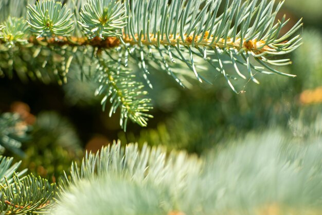 Tree branch near macro natural photo