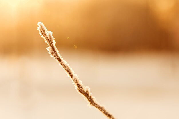 Tree branch on orange sunset light on snowy background in the forest