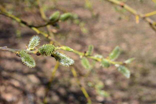 a tree branch of pussy willow isolated close up