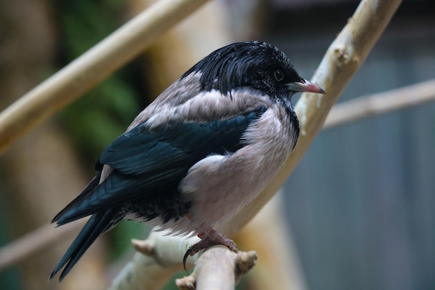 On a tree branch sits a beautiful little bird