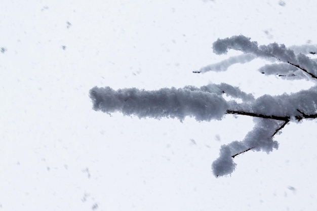 A tree branch in the snow on the background of a snowfall