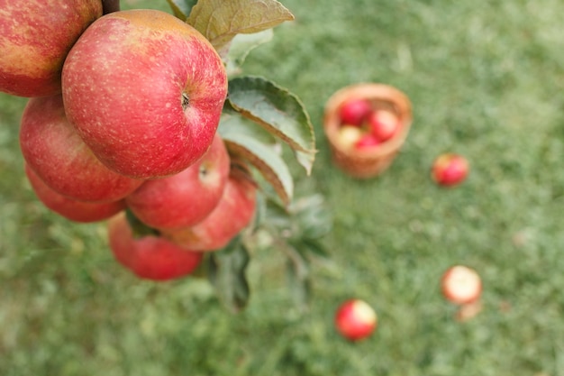 Tree branch with apples on a background of grass with apples scattered on it