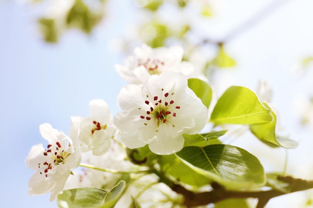 Tree branch with blooming flowers closeup