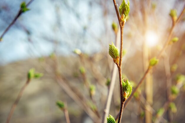 日光の下で新進の芽を持つ木の枝、ソフトフォーカス。春の植物の背景。
