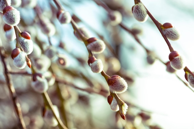 Tree branch with buds background, spring