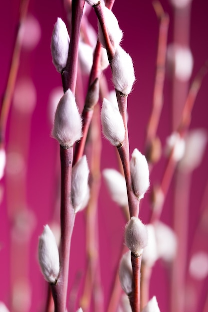 写真 芽の背景を持つ木の枝