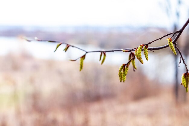 Tree branch with buds earrings near the river in spring