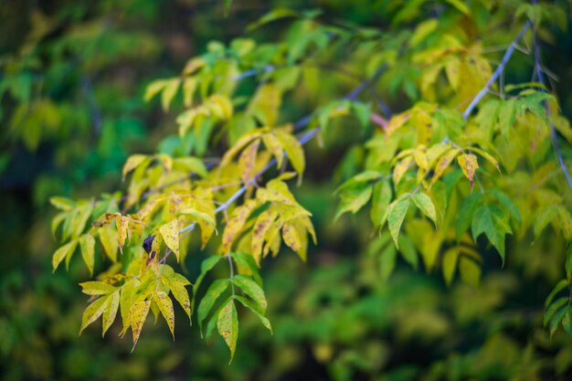 Tree branch with colorful autumn leaves close up autumn background beautiful natural strong blurry background with copyspace