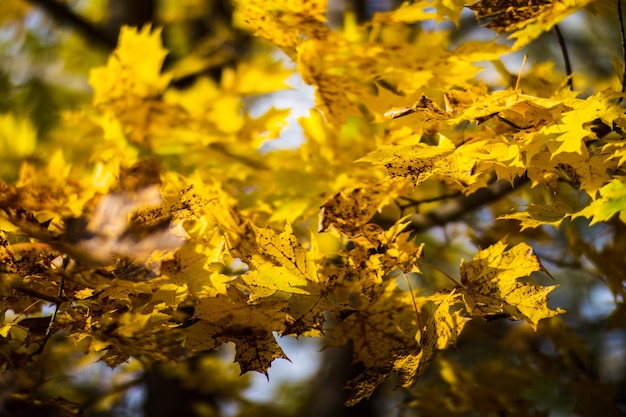 Tree branch with colorful autumn leaves close up autumn background beautiful natural strong blurry background with copyspace