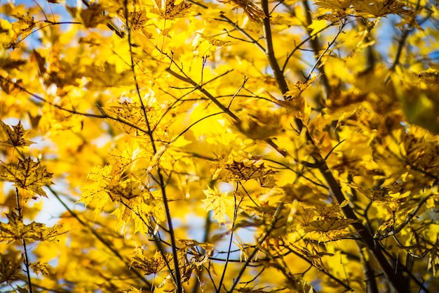 カラフルな紅葉と木の枝をクローズ アップ秋の背景 copyspace と美しい自然の強いぼやけた背景