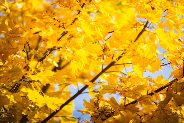 Tree branch with colorful autumn leaves close up Autumn background Beautiful natural strong blurry background with copyspace