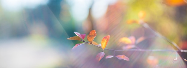 Tree branch with colorful autumn leaves close up Autumn background Beautiful natural strong blurry background with copyspace