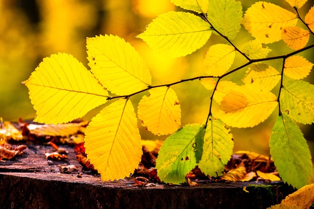 Tree branch with colorful autumn leaves in the forest in sunny weather