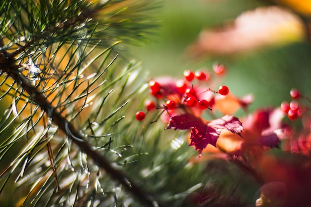 Tree branch with colorful autumn leaves and red berries closeup Autumn background Beautiful natural strong blurry background with copyspace