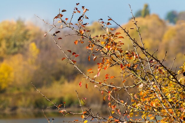 Tree branch with colorful leaves on a background of autumn forest