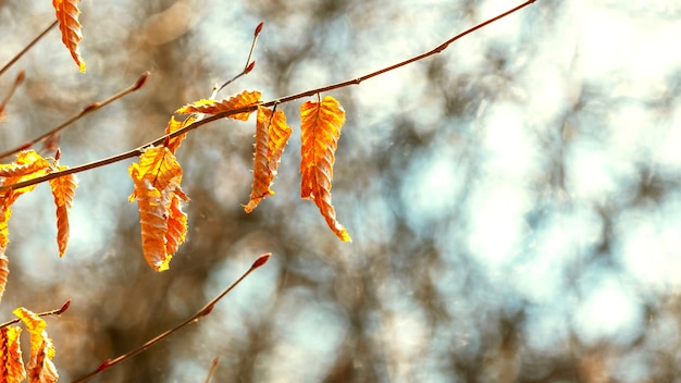 Tree branch with dry autumn leaves  in sunny weather