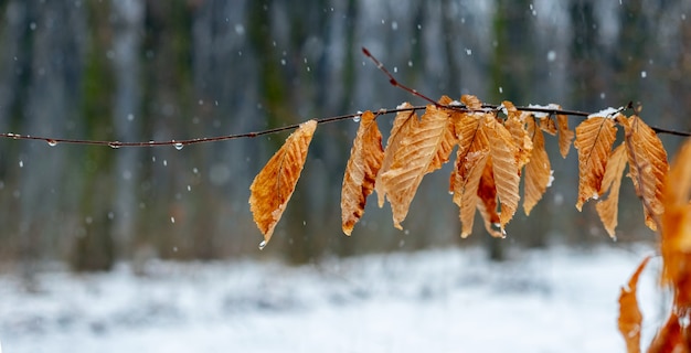 Tree branch with dry leaves in winter forest