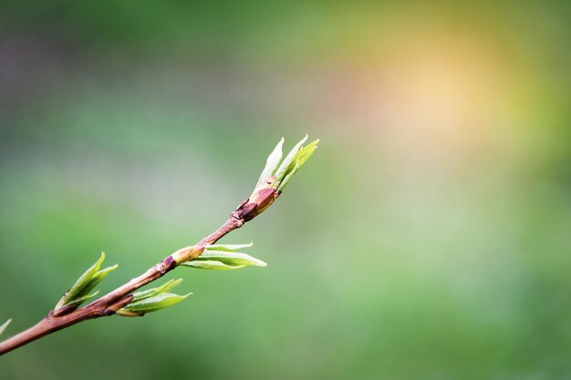 Tree branch with the first leaves on a green background