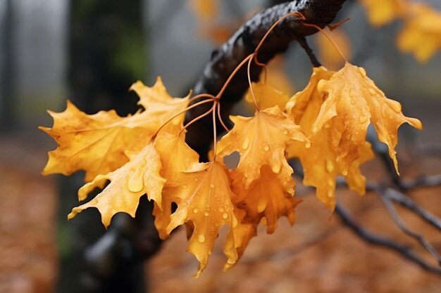 Tree branch with golden yellow leaves during the autumn season