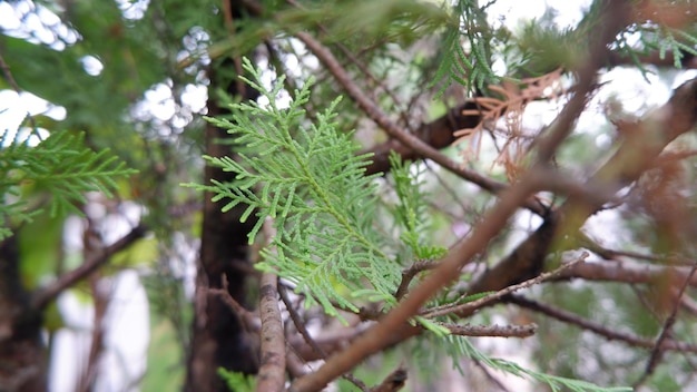 A tree branch with a green branch and a brown branch with a light green leaf.