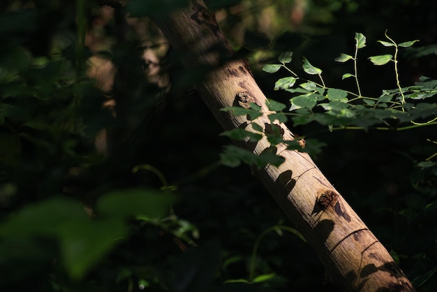 A tree branch with a green leaf on it