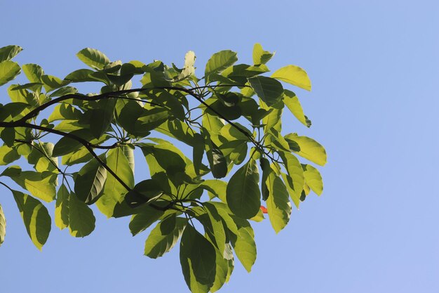 青い空を背景に緑の葉を持つ木の枝。