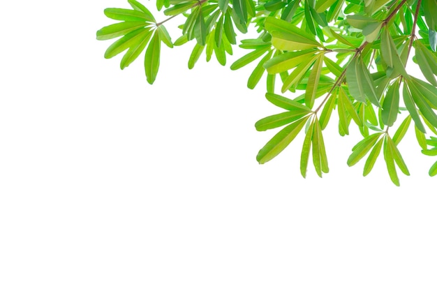 Photo tree branch with green leaves isolated on white background with copy space