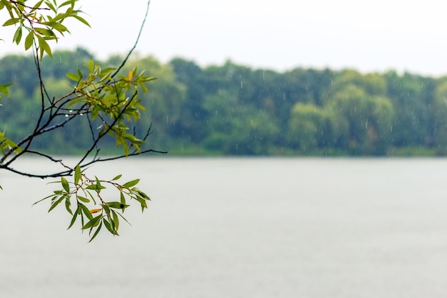 Tree branch with green leaves near the river in the rain