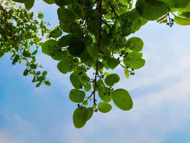 Ветка дерева с зелеными листьями и голубым небом.