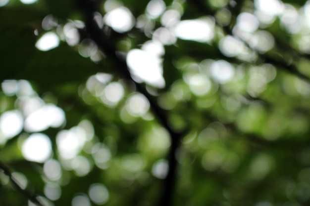 A tree branch with green leaves and the sun shining on it.