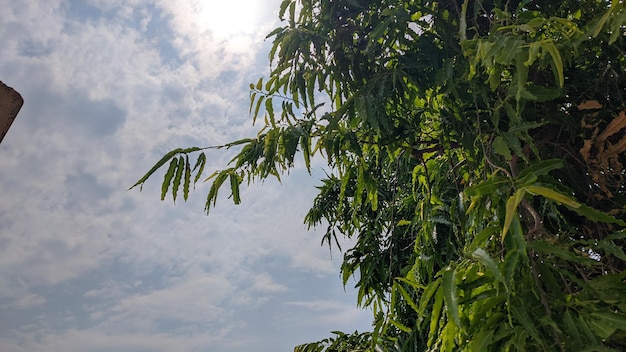 A tree branch with green leaves and the sun shining through it.