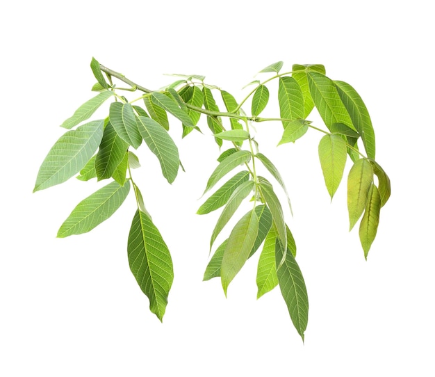 흰색 바탕에 녹색 잎이 있는 나뭇가지