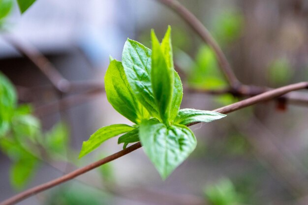 Photo a tree branch with green leaves and the word maple on it