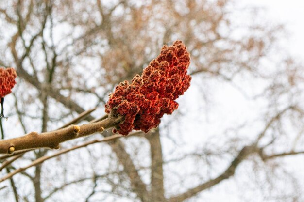 A tree branch with green leaves and the word maple on it