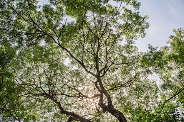 Below of Tree branch with green lush foliage and sunlight shining in the sky