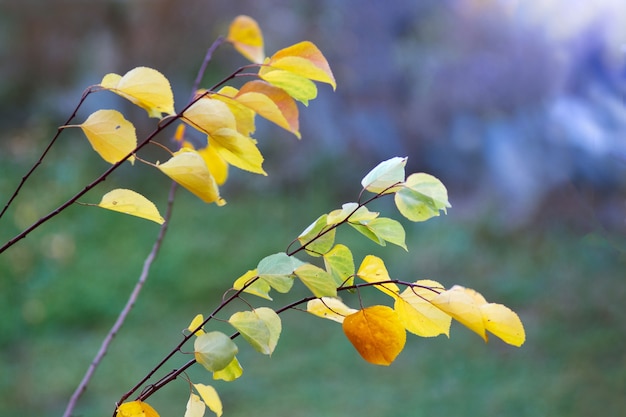 A tree branch with green and yellow autumn leaves on a blurry