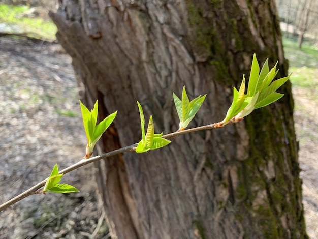 A tree branch with leaves on it