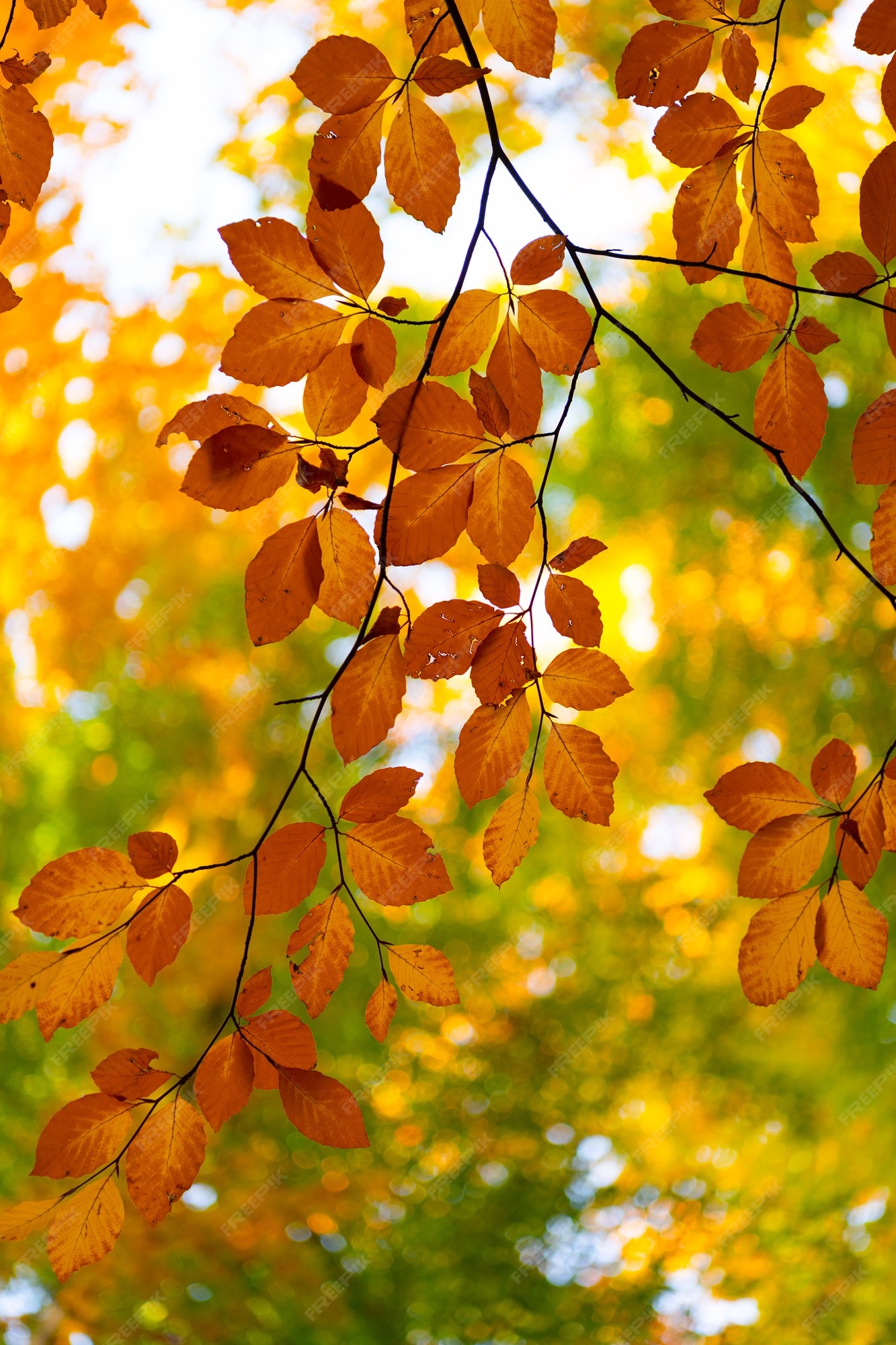 yellow leaves tree