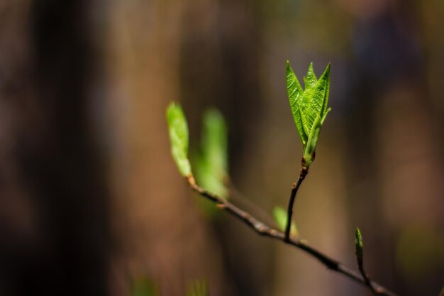 A tree branch with leaves sprouting from the top