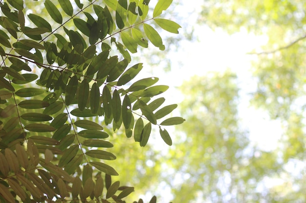 tree branch with leaves and the sun shining through the leaves