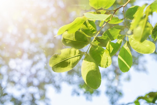 Tree branch with leaves