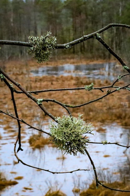 A tree branch with moss on it and a pond in the background