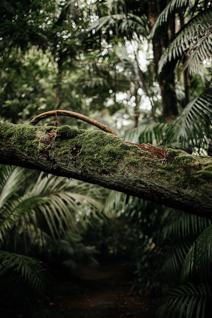 A tree branch with moss and a leaf on it