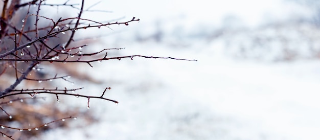 Tree branch with raindrops in winter forest during thaw