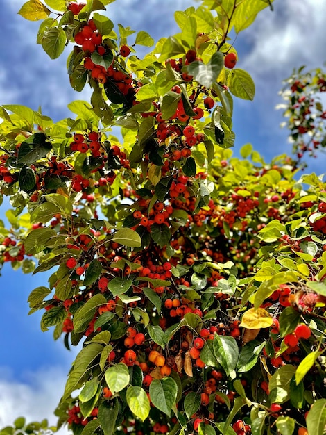 tree branch with red fruits