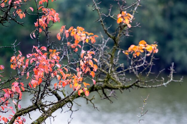 川の背景に赤とオレンジ色の紅葉と木の枝