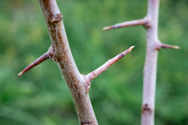 Photo tree branch with sharp spines close up