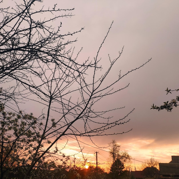 A tree branch with the sun setting behind it