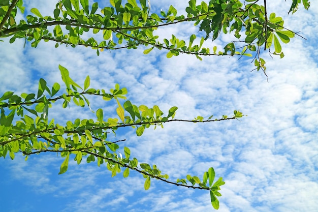 Tree branch with vibrant green foliage against blue sunny cloudy sky