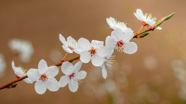 Tree branch with white flowers on a blurred